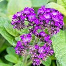 Store Fresh 50 Seeds Blue Marine Heliotrope Heliotropium Flower