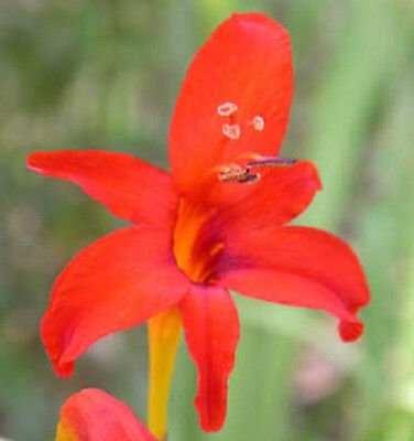 Store Fresh 10 Seeds Red Lucifer Crocosmia Crocosmia Masoniorum Flower