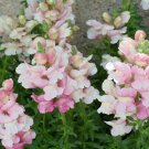 Store Fresh 500 Seeds Apple Blossom Snapdragon Antirrhinum Majus Appleblossom Pink Flower