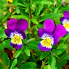 Store Fresh 250 Seeds Johnny Jump Up Helen Mount Viola Tricolor