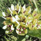 Store Fresh 20 Seeds Green Spider Milkweed Asclepias Viridis White Purple Monarch Flower