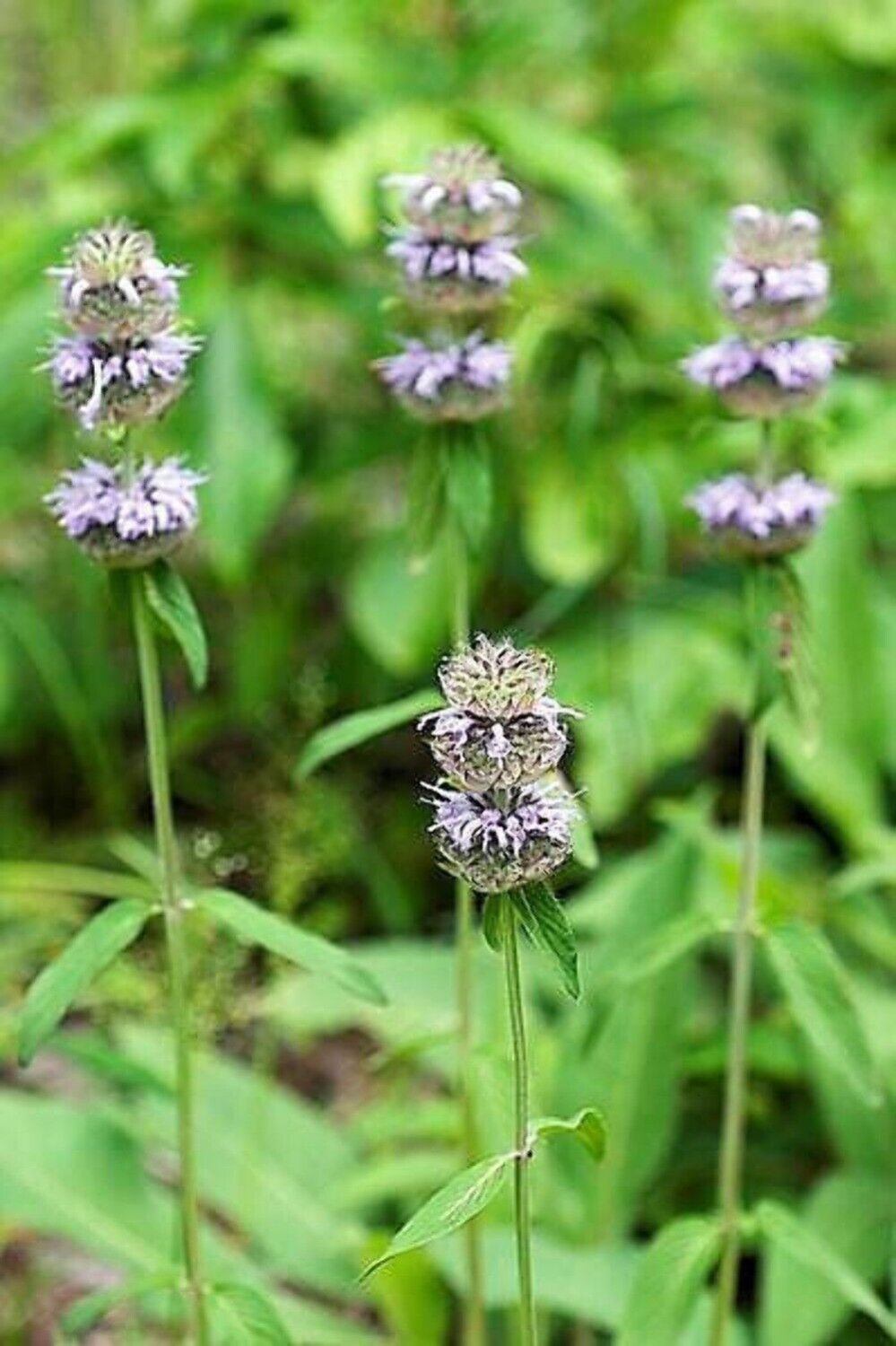 Store Fresh 200 Seeds Purple Wood Mint Blephilia Ciliata Downy Pagoda Horsemint Herb Flower