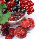 Store Fresh 20 Seeds Red Wax Currant Edible Fruit Berries Pink Flowers Shrub Ribes Cereum