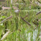 Store Fresh 1000 Seeds Blue Grama Grass Gramma Bouteloua Gracilis Flower Mosquito Grass