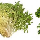 Store Fresh 1000 Seeds Salad King Endive Italian Chicory Greens Cichorium Endivia Vegetable