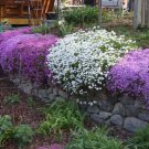 Store Fresh 2000 Seeds Tall Mix Candytuft Iberis Umbellata Mixed Colors Ground Cover Flower