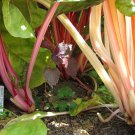 Store Fresh 40 Seeds Pink Flamingo Swiss Chard Beta Vulgaris Perpetual Spinach Vegetable