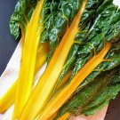 Store Fresh 40 Seeds Yellow Canary Swiss Chard Beta Vulgaris Perpetual Spinach Vegetable