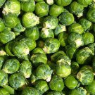 Store Fresh 400 Seeds Catskill Brussel Sprout Sprouts Brassica Oleracea Vegetable