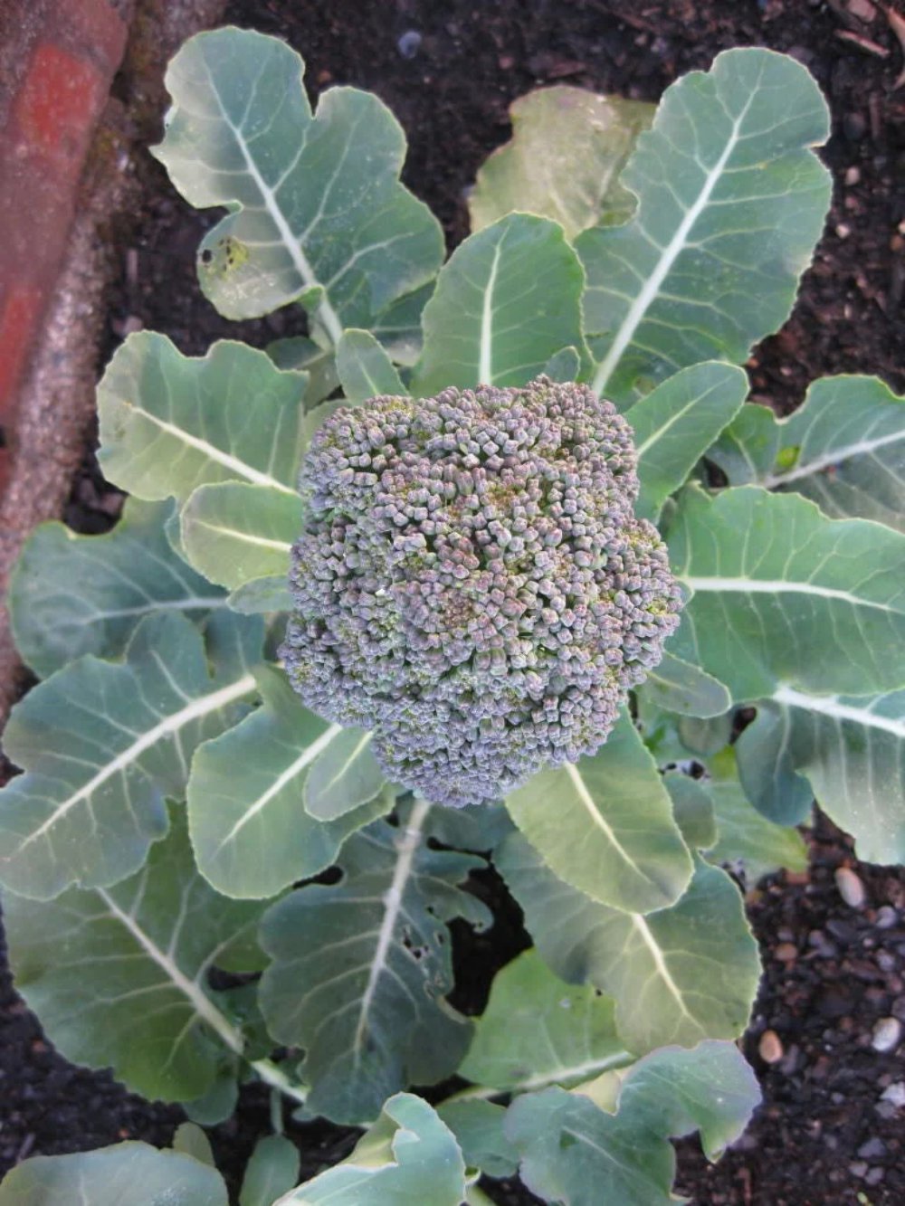 Store Fresh 1000 Seeds Organic De Cicco Broccoli Di Cicco Brassica Oleracea Capitata Vegetable