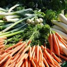 Store Fresh 1500 Seeds Tendersweet Carrot Deep Orange Red Daucus Carota Vegetable