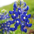 Store Fresh 150 Seeds Texas Bluebonnet Lupine Lupinus Texensis Flower