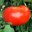 Store Fresh 500 Seeds TOMATO Lycopersicon Lycopersicum Fruit Vegetable Seeds