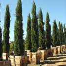Store Fresh 20 Seeds Mediterranean Cypress Tree Green Spire/Pencil Pine/Indian Cedar Cupressus