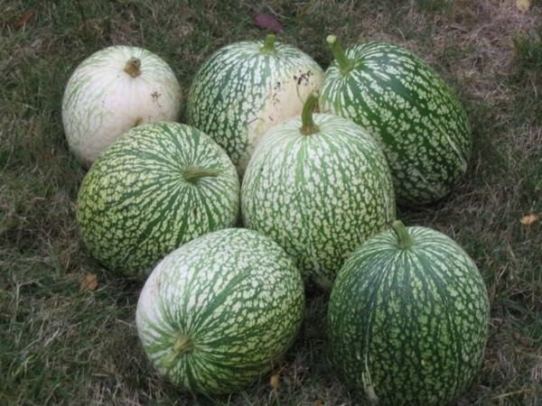 Store Fresh 50 Seeds Round Zucchini Summer Squash Cucurbita Pepo Vegetable