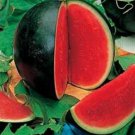 Store Fresh 100 Seeds Sugar Baby Watermelon Citrullus Lanatus Fruit Melon