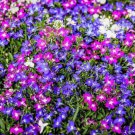 Store Fresh 200 Seeds Mixed Colors Lobelia Regatta Lobelia Erinus Flower