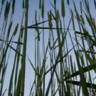 Store Fresh 500 Seeds Derby Timothy Grass Ornamental Phleum Pratense