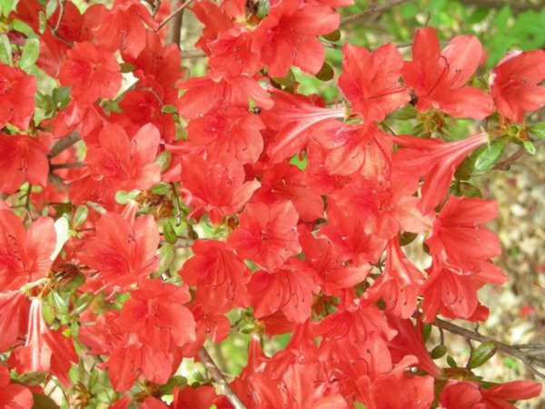 Store Fresh 10 Seeds Red Cumberland Azalea Rhododendron Cumberlandense Bush Shrub Flower