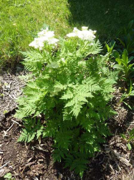 Store Fresh 500 Seeds White Anise Pimpinella Anisum Herb Flower