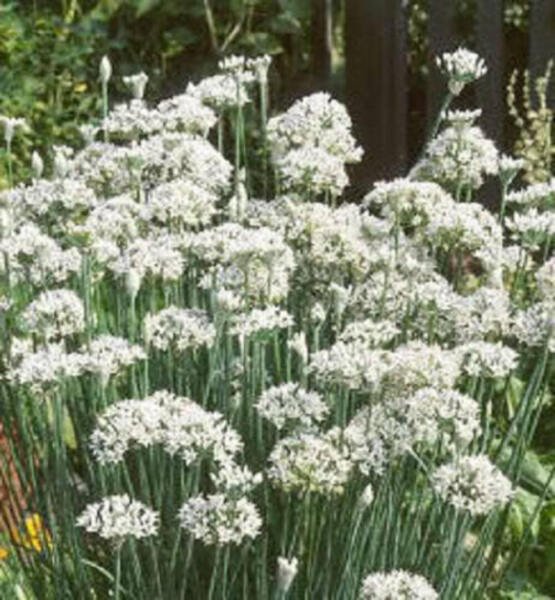Store Fresh 250 Seeds Garlic Chive Allium Tuberosum Vegetable