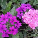 Store Fresh 200 Seeds Pink & Purple Moss Verbena Verbena Tenuisecta Fragrant Hummingbird Flower Se