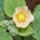 Store Fresh 100 Seeds Country Mallow (Bala/Flannel Weed) Sida Cordifolia Flower
