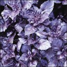 Store Fresh 500 Seeds Dark Opal Basil (Purple Ruffles) Ocimum Basilicum Herb Flower