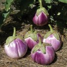 Store Fresh 50 Seeds Organic Italian Eggplant Rosa Bianca Solanum Melongena Esculentum Vegetable S
