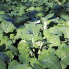 Store Fresh 1000 Seeds Dwarf Essex Rape Kale Brassica Napus Vegetable