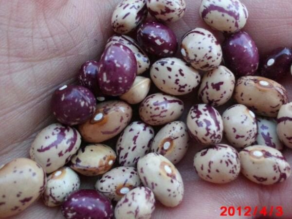 Store Fresh 50 Seeds Cranberry Bean French Horticulture Bortolli Roman Phaseolus Vegetable
