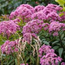 Store Fresh 20 Seeds Hemp Agrimony Eupatorium Cannabinum Raspberries & Cream Flower
