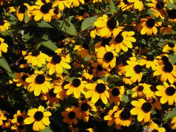 Store Fresh 500 Seeds Brown Eyed Susan Rudbeckia Triloba Flower