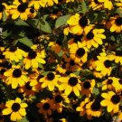Store Fresh 500 Seeds Brown Eyed Susan Rudbeckia Triloba Flower