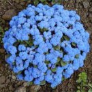 Store Fresh 250 Seeds Dwarf Blue Bedder Ageratum Aka Floss Flower Ageratum Houstonianum Flower See