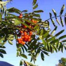 Store Fresh 20 Seeds Ash Tree Mountain/Amur/Rowan