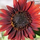 Store Fresh 25 Seeds Red Velvet Queen Sunflower Helianthus Annuus Flower