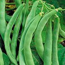 Store Fresh 50 Seeds Navy Bean Michigan Pea White Phaseolus Vulgaris Soup Vegetable