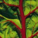 Store Fresh 300 Seeds Ruby Red Swiss Chard (Perpetual Spinach) Beta Vulgaris Cicla Vegetable