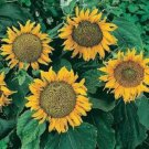 Store Fresh 25 Seeds Dwarf Sunspot Sunflower Helianthus Annuus Flower