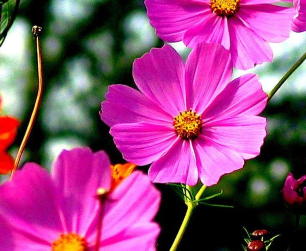 Store Fresh 200 Seeds Tall Pink Cosmos Bipinnatus Flower