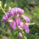 Store Fresh 200 Seeds Showy Pink Trefoil Stick Tights Desmodium Canadense Flower