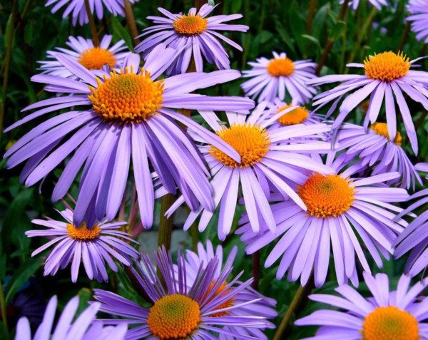Store Fresh 100 Seeds Purple New England Aster (Michaelmas Daisy) Aster Novae Var Angliae Flower S