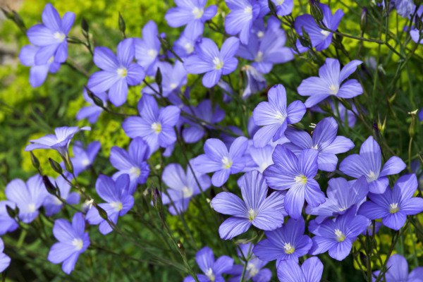 Store Fresh 100 Seeds Blue Flax (Prairie Flax/Lewis Blue Flax) Linum Perenne Lewisii Flower Seed
