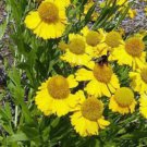 Store Fresh 2000 Seeds Autumn Sneezeweed (Dogtooth Daisy/Helens Flower/Bittersweet) Helenium A