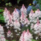 Store Fresh 20 Seeds Heartleaf Foamflower White & Pink Tiarella Wherryi Coolwort Flower