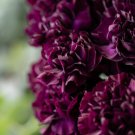Store Fresh 50 Seeds Black Carnation King Of Blacks Dianthus Caryophyllus Grenadin Flower