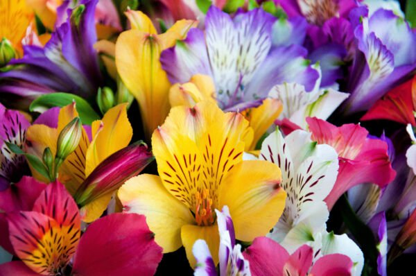 Store Fresh 10 Seeds Peruvian Lily Mix Alstroemeria Ligtu Myers Hybrids Mixed Colors Flower