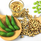 Store Fresh 20 Seeds Organic Midori Giant Soybean Edamame Glycine Max Green Bean Vegetable