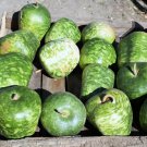 Store Fresh 25 Seeds Small Apple Gourd Cucurbita Pepo Ornamental Squash